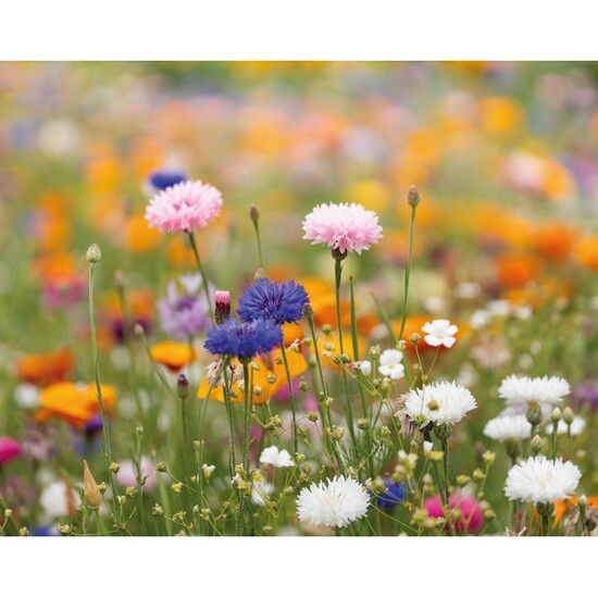 DIN A4 Wildblumen-Samenpapier
