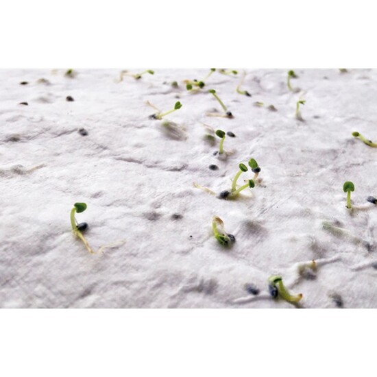 DIN A4 Wildblumen-Samenpapier
