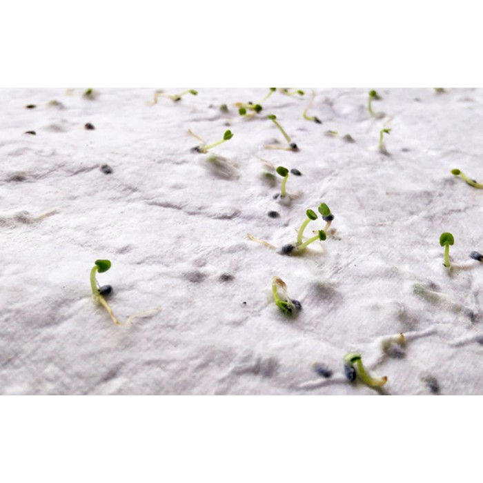 DIN A5 Wildblumen-Samenpapier