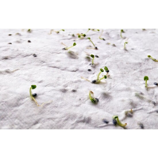 DIN A5 Wildblumen-Samenpapier