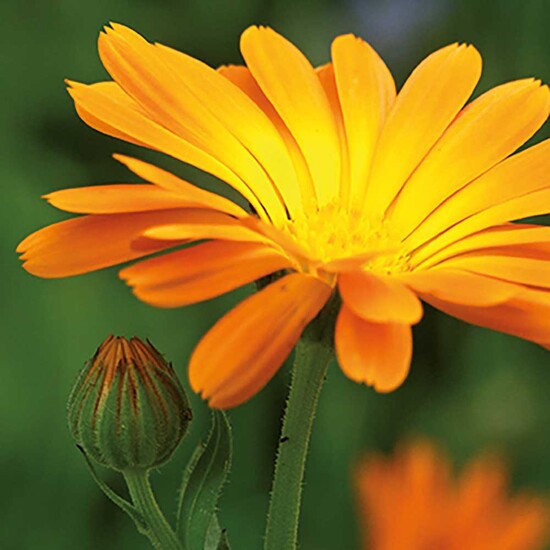 Flower-Card mit Samen - Ringelblume