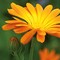 Flower-Card mit Samen - Ringelblume