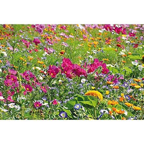 Samen-Karte - Sommerblumenmischung