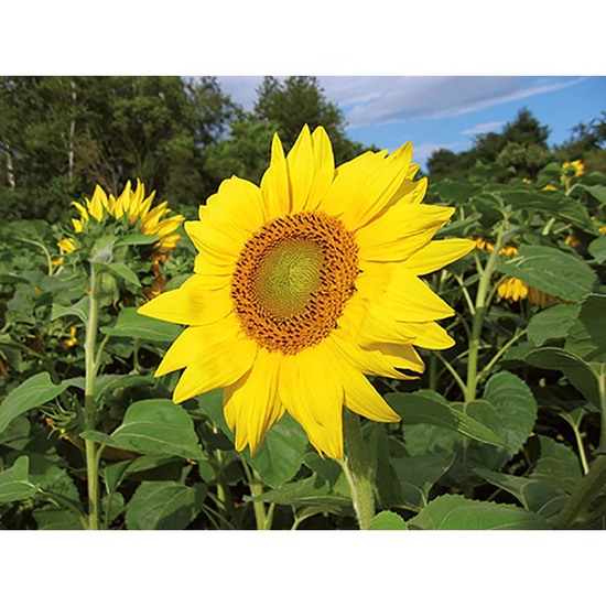 Pflanz-Cup mit Samen - Sonnenblume