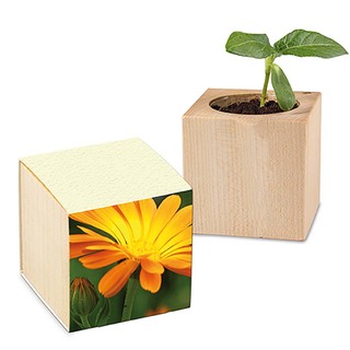 Pflanz-Holz mit Samen (Graspapier-Banderole) - Ringelblume