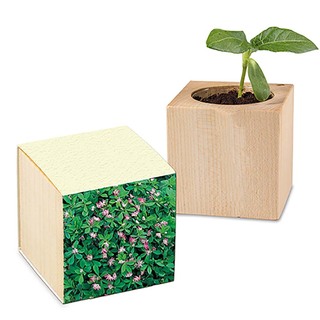 Pflanz-Holz mit Samen (Graspapier-Banderole) - Persischer Klee, 2 Seiten gelasert