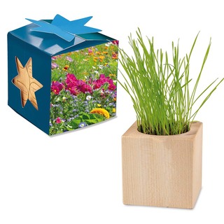 Pflanz-Holz Maxi Star-Box mit Samen - Sommerblumenmischung