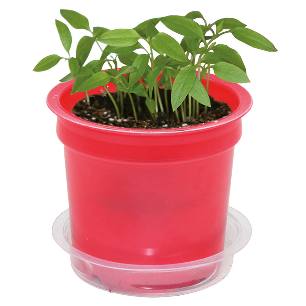 Florero-Töpfchen mit Samen - rot - Thymian